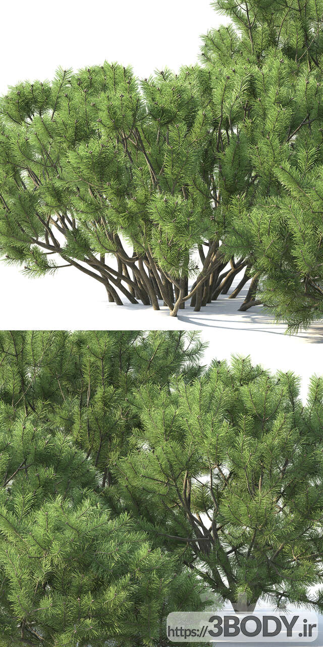 مدل سه بعدی درخت و درختچه کوه کاج عکس 2