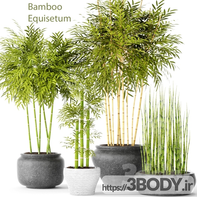 مدل سه بعدی گل و گیاه بامبو و اکیستوم عکس 1