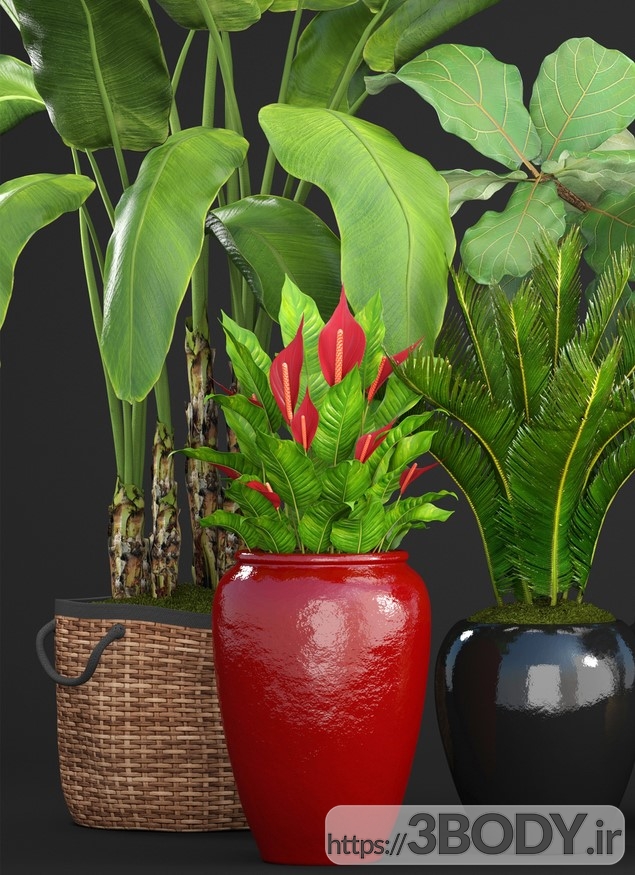 ابجکت سه بعدی مجموعه گیاهان وگل های زینتی عکس 2