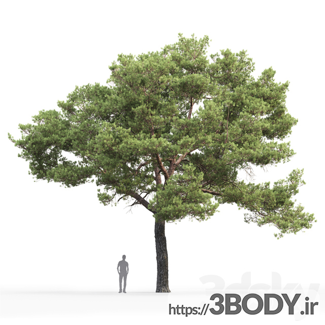 مدل سه بعدی  درخت و درختچه درخت جوان  عکس 2