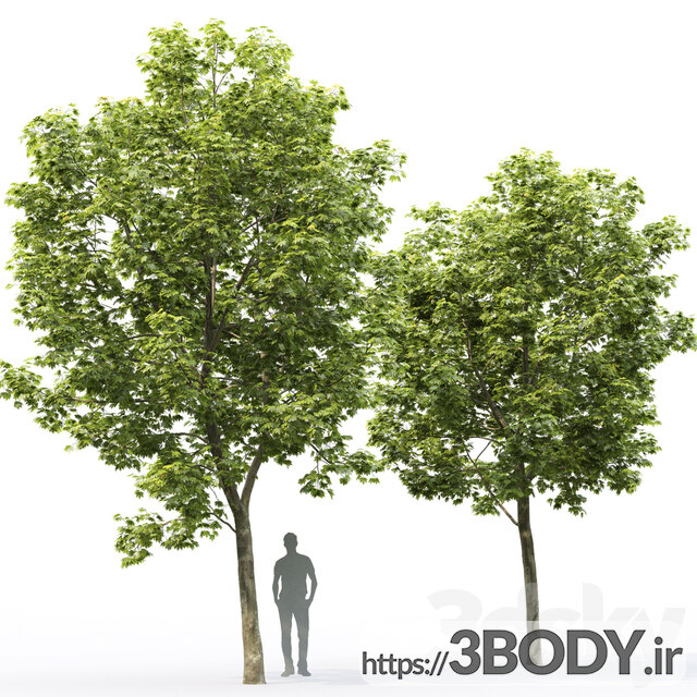 مدل سه بعدی درخت افرا عکس 2