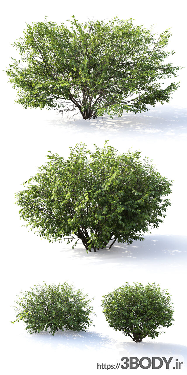 مدل سه بعدی درخت ودرختچه عکس 3