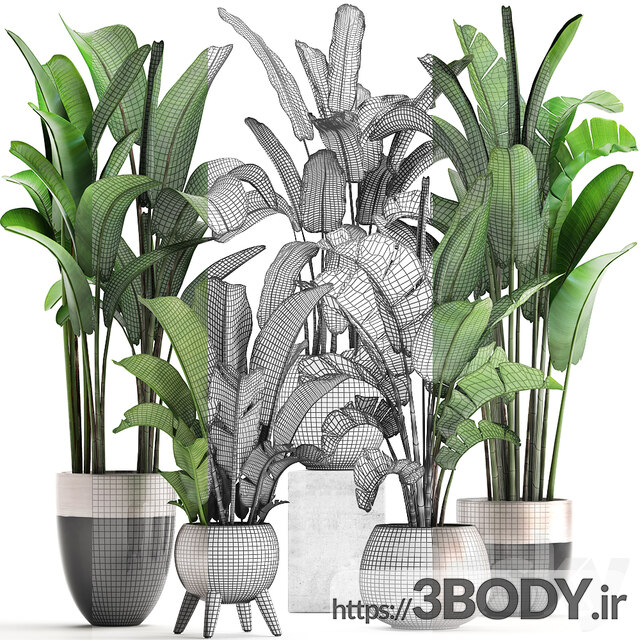 آبجکت سه بعدی مجموعه گیاهان عکس 3