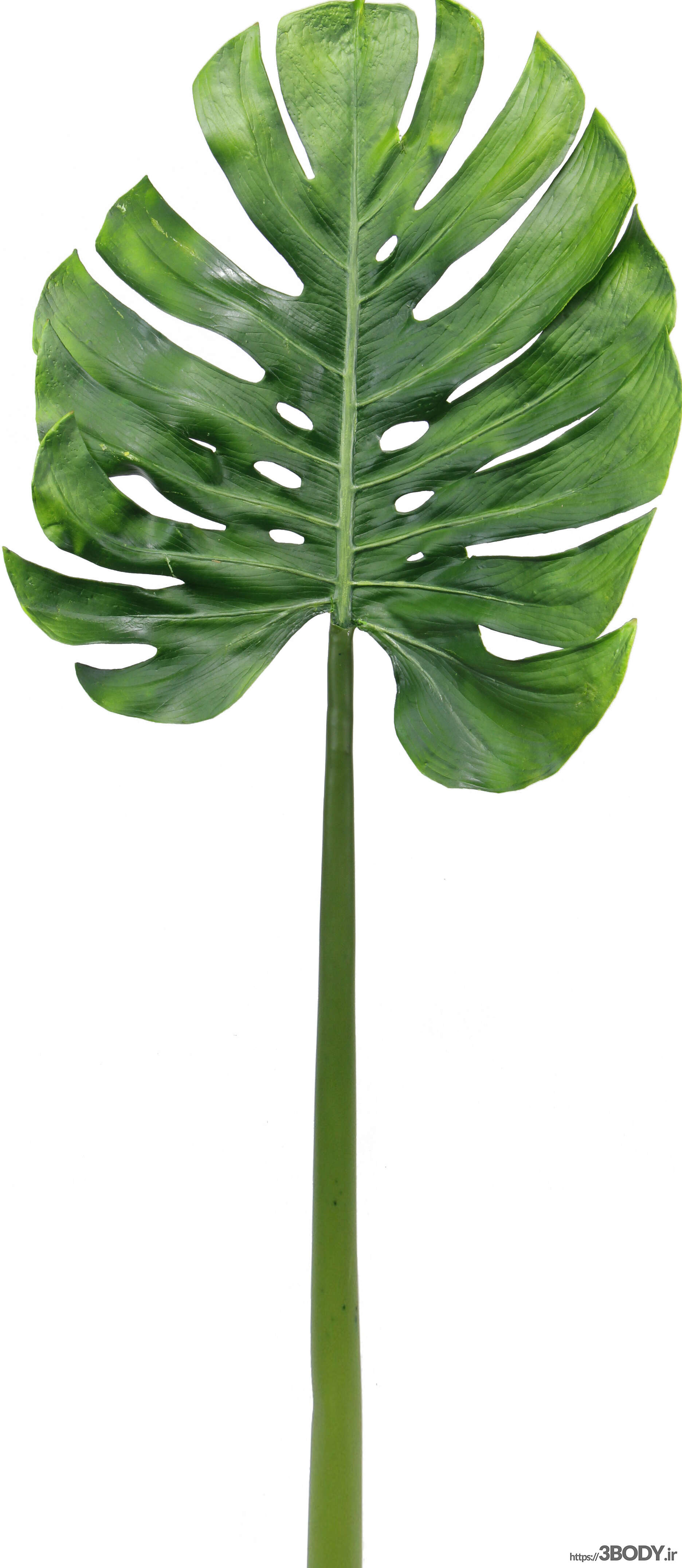 مدل سه بعدی  گیاهان مونسترا عکس 2