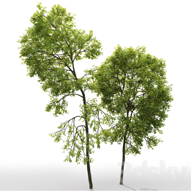آبجکت سه بعدی درخت برای 3dsmax عکس 2