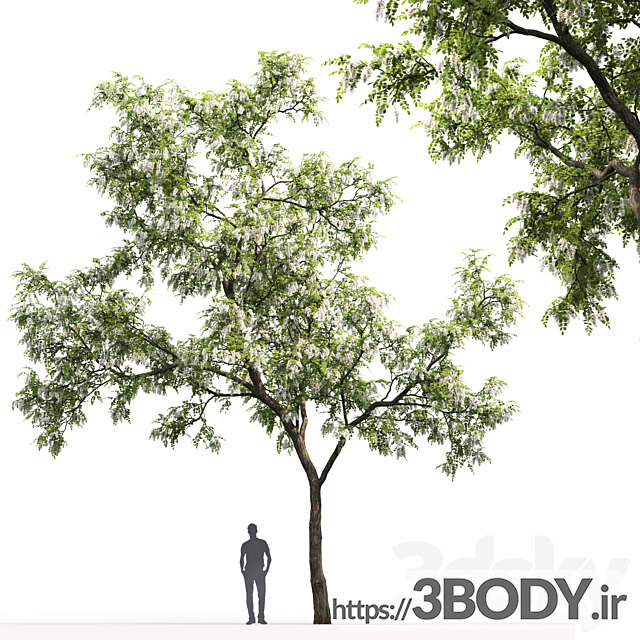 مدل سه بعدی درخت و درختچه عکس 2
