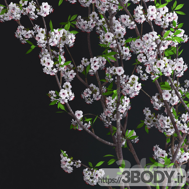مدل سه بعدی شکوفه سفید گیلاس عکس 3