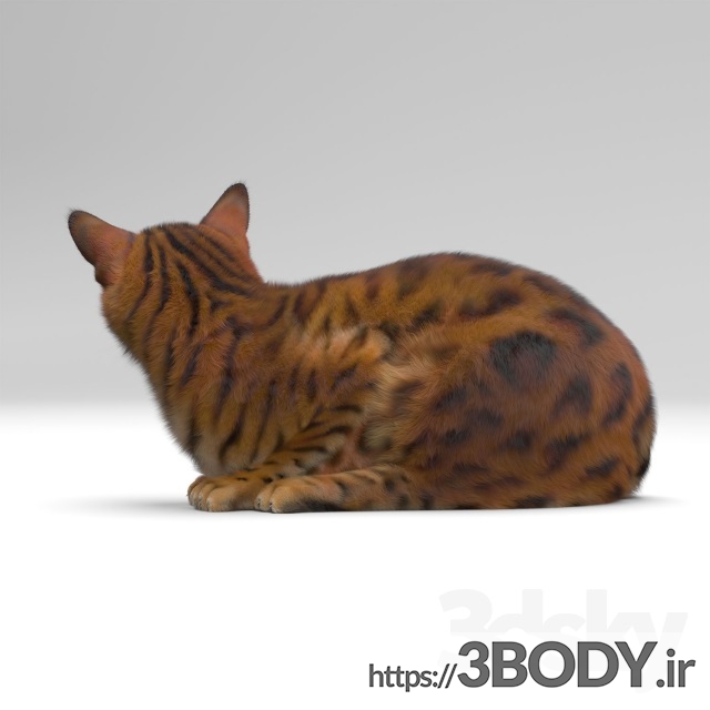 آبجکت سه بعدی گربه عکس 2