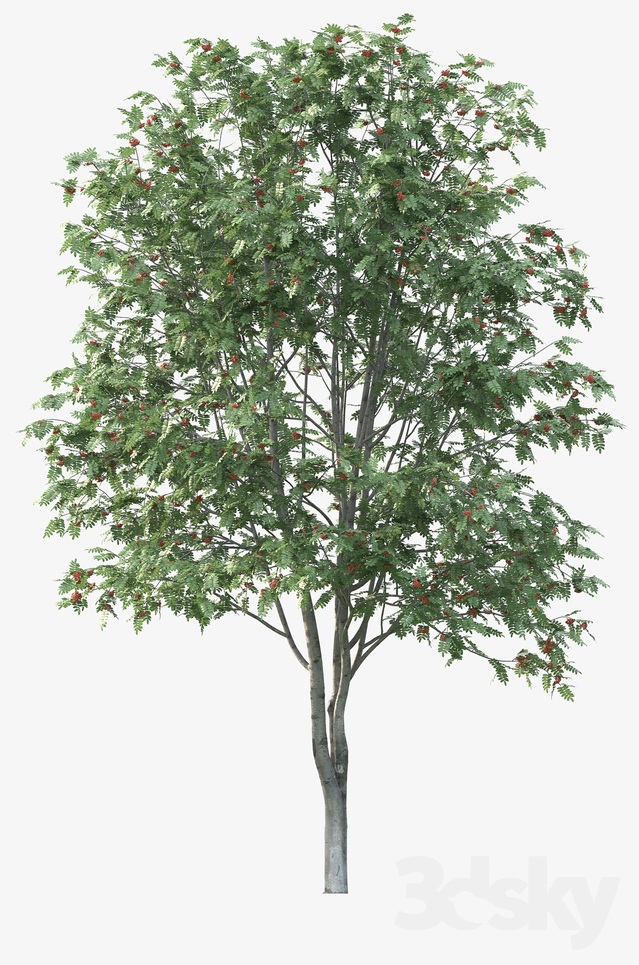 آبجکت سه بعدی درخت روآن عکس 3