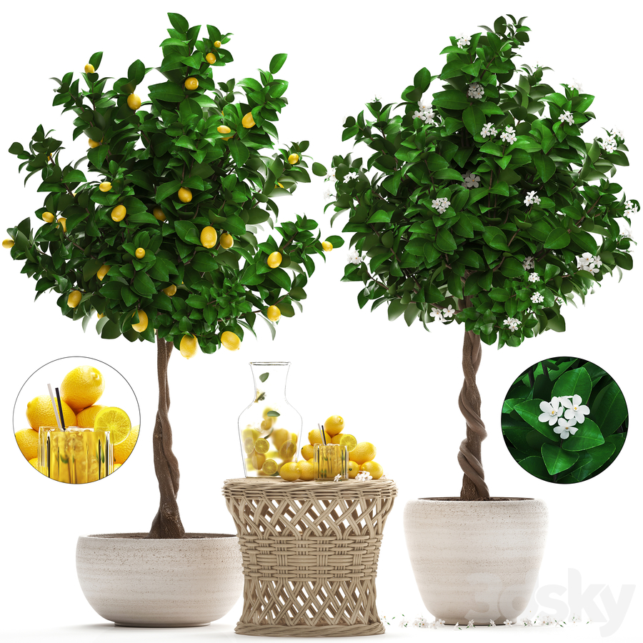 آبجکت سه بعدی درخت و درختچه لیمو عکس 1