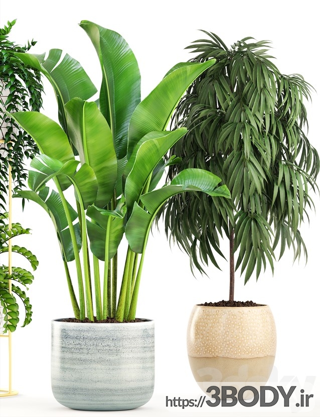 ابجکت سه بعدی مجموعه گیاهان زینتی وگلدانی عکس 3