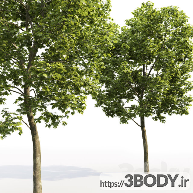 مدل سه بعدی درخت افرا عکس 3